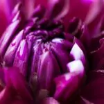 Dahlien Neue Flora 2015