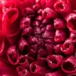 Dahlien Neue Flora 2015 3