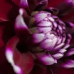 Dahlien Neue Flora 2015 4