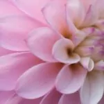 Dahlien Neue Flora 2015 5