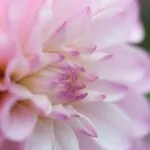 Dahlien Neue Flora 2015 6