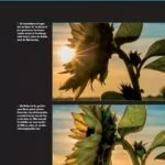 NATURFOTOGRAFIE SONNENBLUME 1