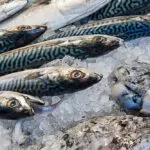 RIALTO MARKT IN VENEDIG – * ON TOUR