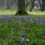 Krokusse - Foto Günter Hausschild