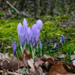 Krokusse - Foto Günter Hausschild