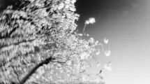 Infrarote Fotos, Grefrath, St. Hubert, Kempen, Monochrom