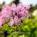 Makrofotos im Gartencenter, Fujifilm X100S
