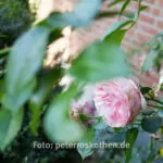 Canon EF-S 24mm f/2.8 STM, Testaufnahmen