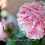 Canon EF-S 24mm f/2.8 STM, Testaufnahmen