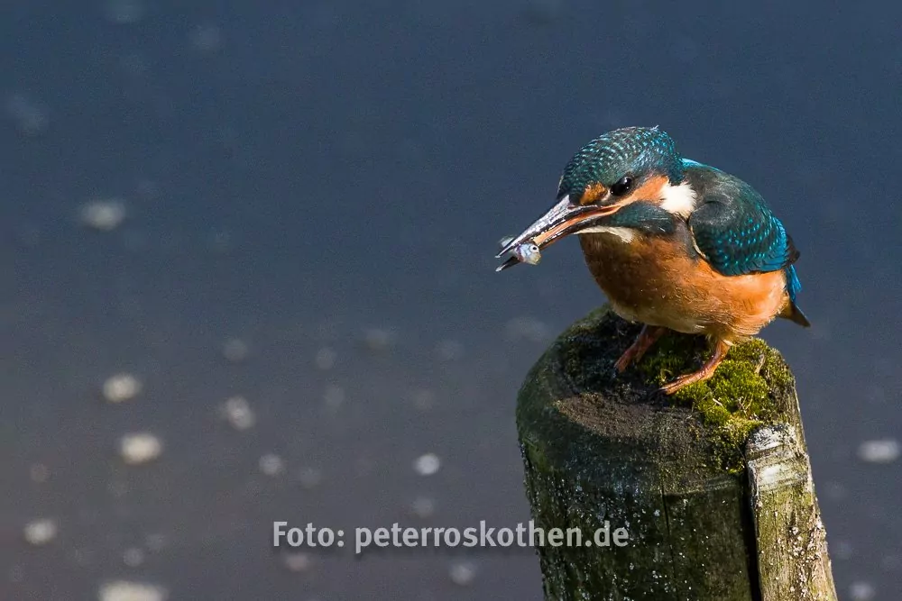 Canon EOS 7D Mark II, Eisvogel, Tamron 150-600mm, Wildlife, Wildlife Fotografie, Kingfisher