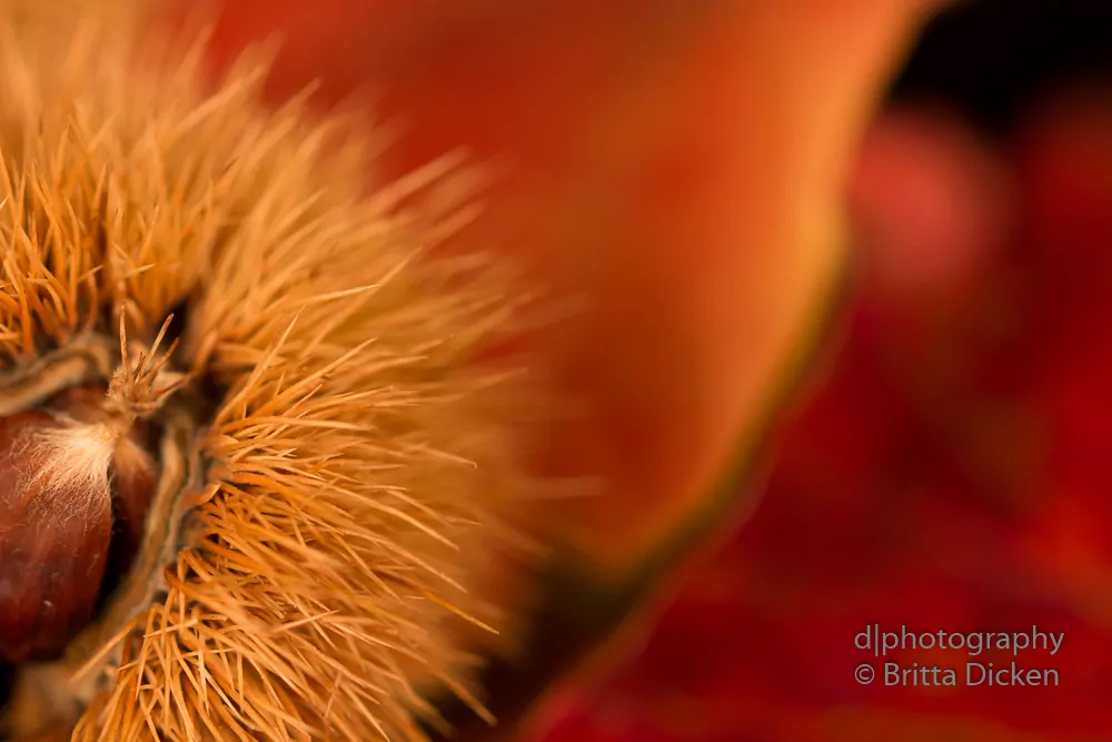Vergleich Tamron vs Canon Makro
