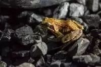 Eichhörnchen