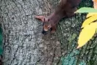 Eichhörnchen