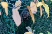 Eichhörnchen