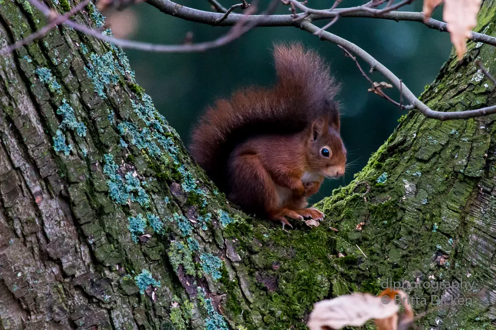 Eichhörnchen Bilder