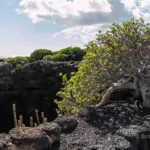 Das Lanzarote von César Manrique