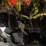 Das Lanzarote von César Manrique