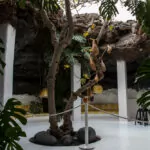 Das Lanzarote von César Manrique