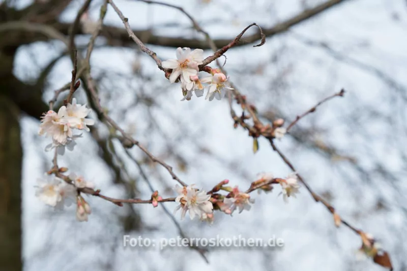 Fujifilm Testfoto - Blüten im Winter Fujifilm Testfoto - Blüten im Winter