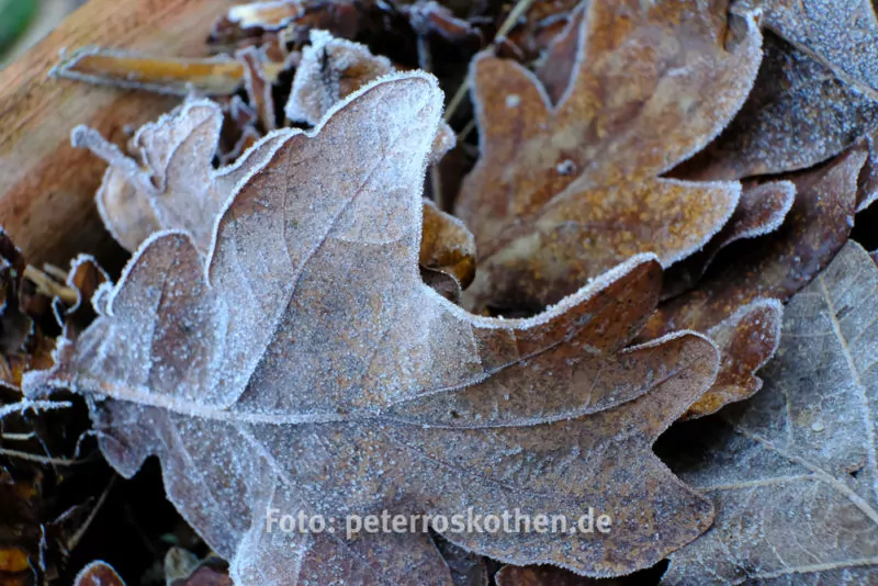 Testfotos Fujifilm X-T2 mit Makro-Zwischenring MCEX-16 Testfotos Fujifilm X-T2 mit Makro-Zwischenring MCEX-16