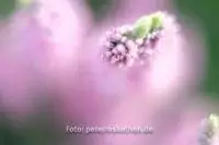 Fujifilm Makro Zwischenring - Makrofotos mit Fujifilm