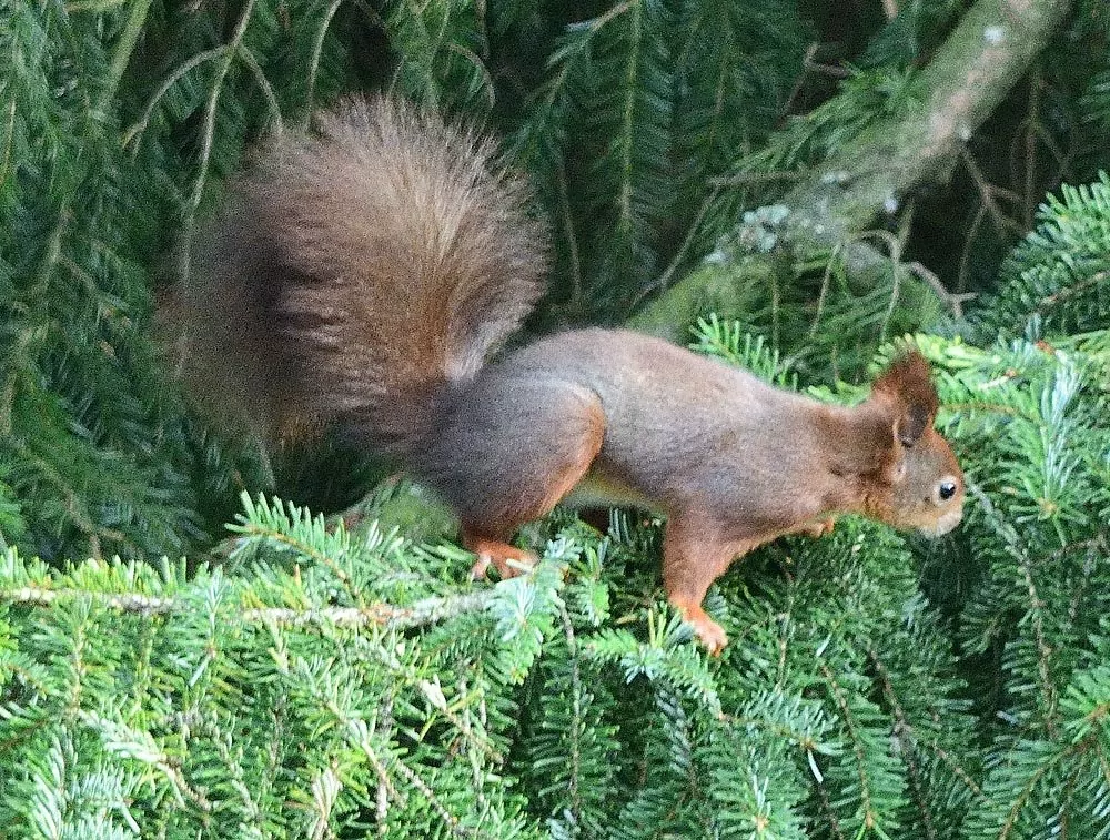 Eichhörnchen mit Nikon D850 und Nikkor DX 55-300 bei Blende 5,6 und 300 mm (= 450 KB-Brennweite)