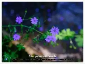 Gartenfotos Tipps für bessere Gartenfotos