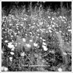 Analoge schwarzweiß Fotografie