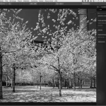 schwarzweiss software luminar