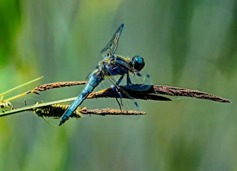 Libelle