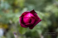 Herstbfarben