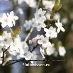 Makrofoto mit TSE 90mm f/2.8