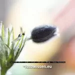 Tipps für Makrofotos