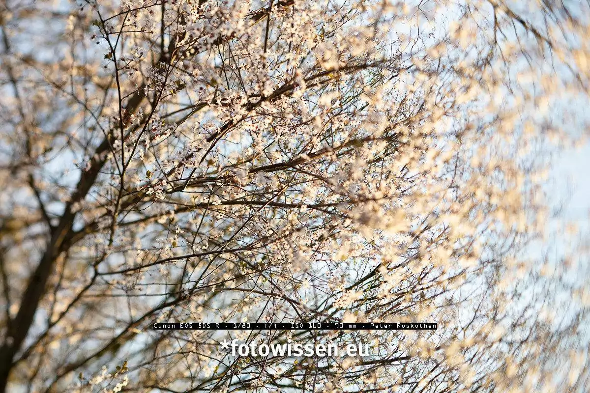 Testbild mit TS-E 90mm f/2.8 Objektiv
