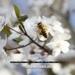 Makrofoto mit TSE 90mm f/2.8
