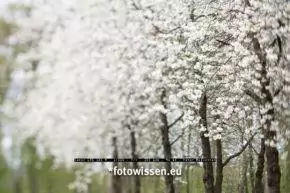 Ver-rückte Baumfotos