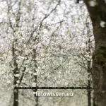 Testbild mit TS-E 90mm f/2.8 Objektiv