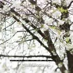 Testbilder mit TS-E 90mm f/2.8 Objektiv