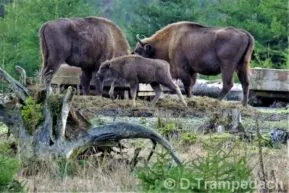 Tiere vor der Kamera