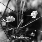 Testfoto Fujifilm X-Pro3