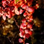 Testbild Fujifilm X-Pro3