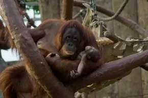 Brandkatastrophe Zoo Krefeld