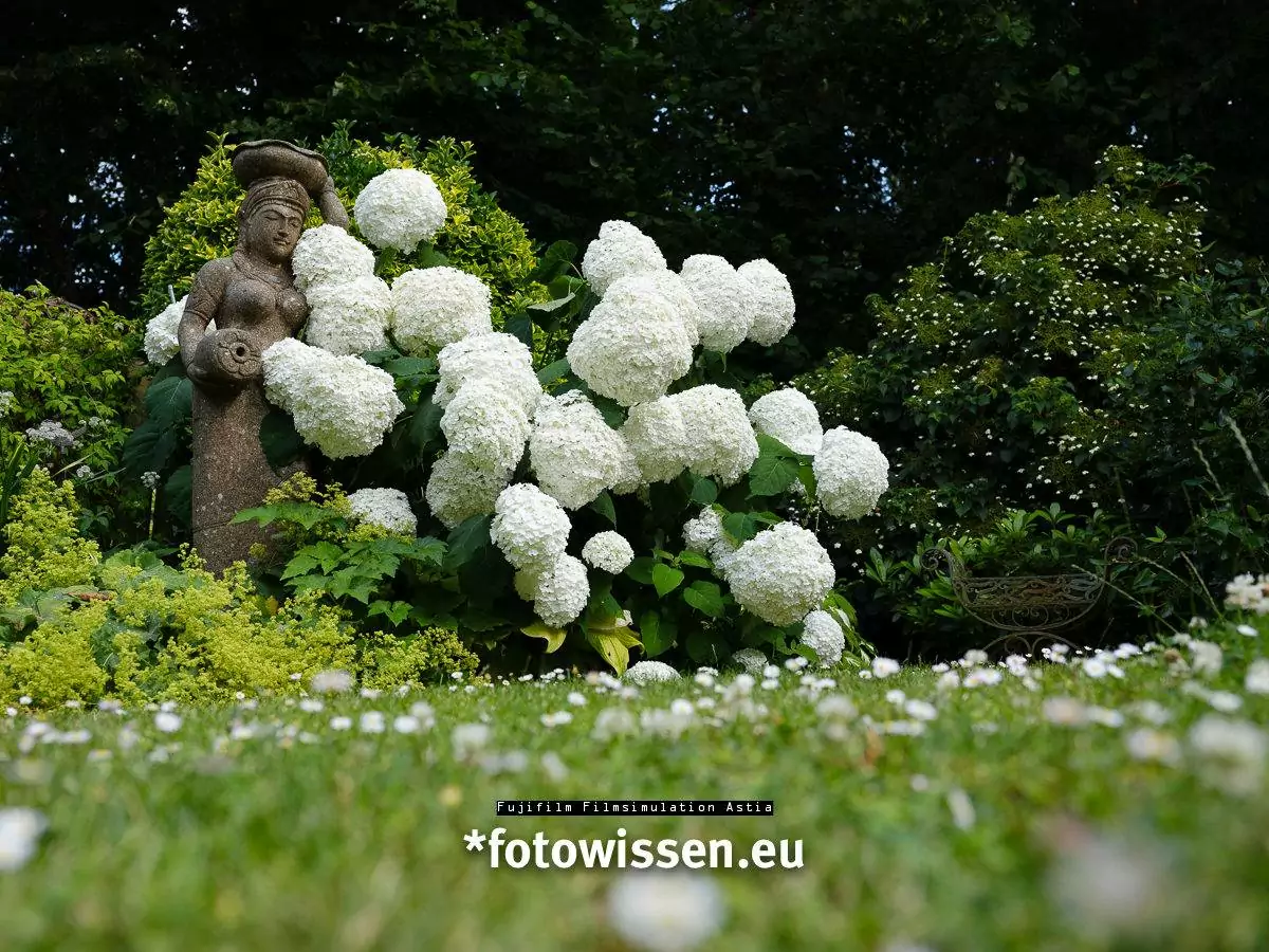 Fujifilm Filmsimulation Astia