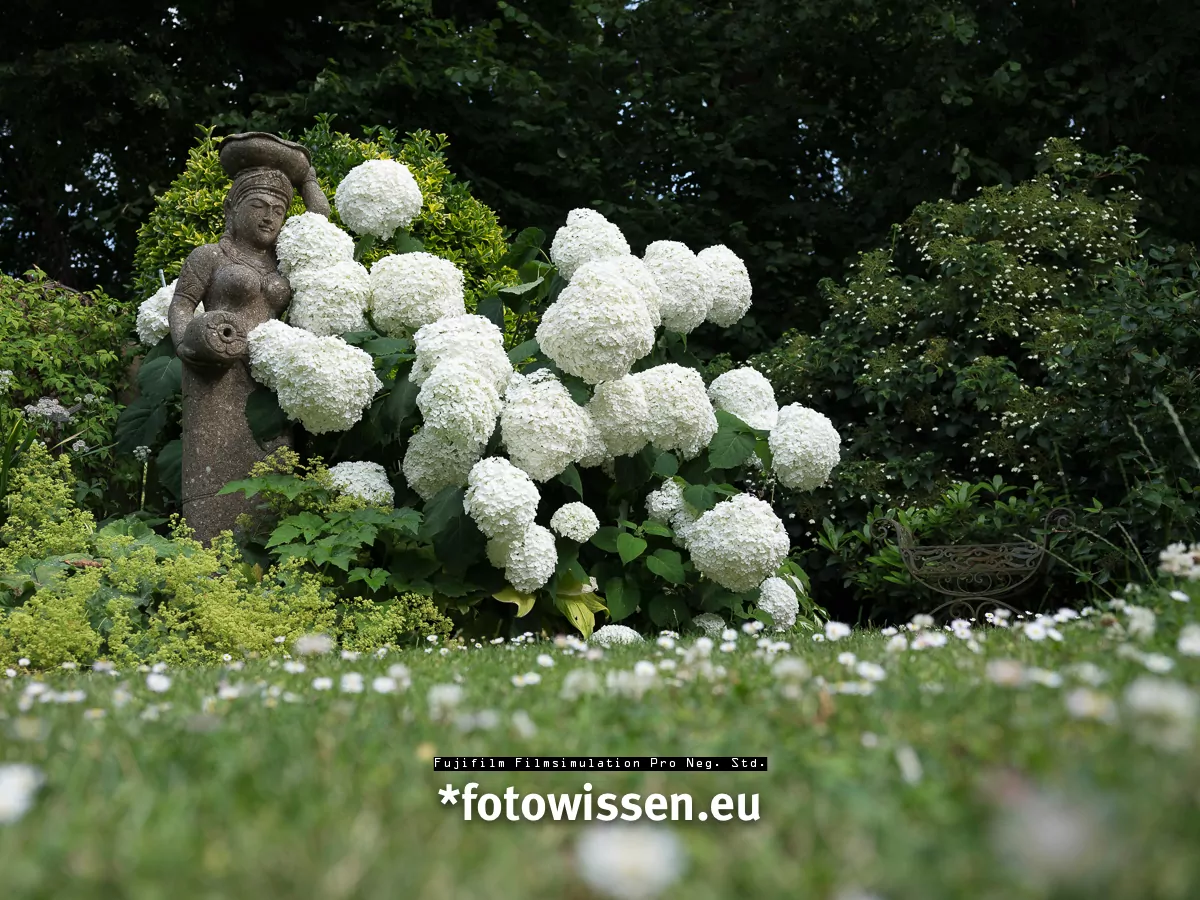 Fujifilm Filmsimulation Pro Neg. Std.