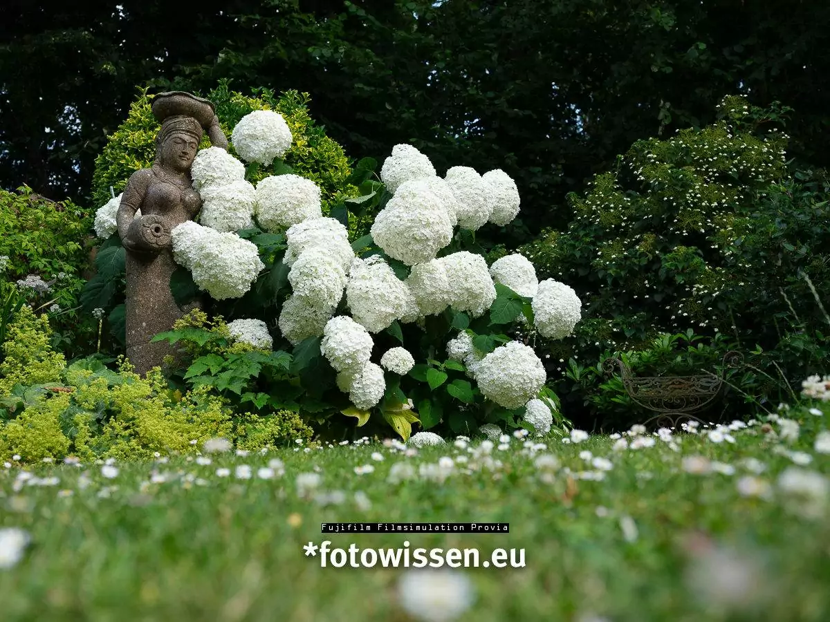 Fujifilm Filmsimulation Provia