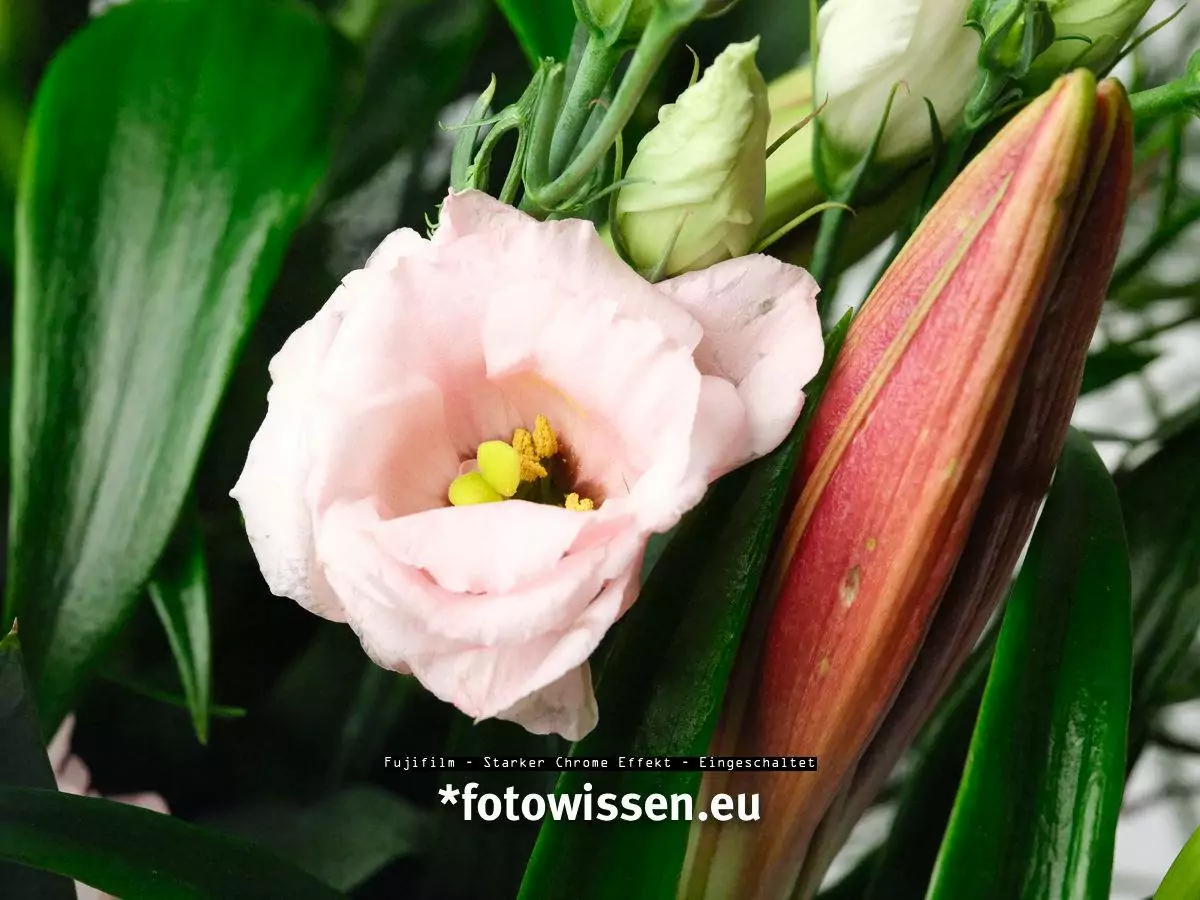 Fujifilm - Starker Chrome Effekt - Eingeschaltet