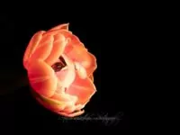 Geheimnisse der Fotografie - Farben und Formen - Blumen-Fotografie