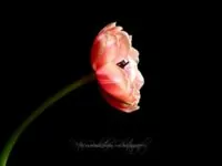 Geheimnisse der Fotografie - Farben und Formen - Blumen-Fotografie