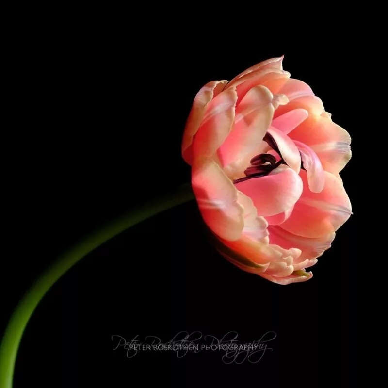 Geheimnisse der Fotografie - Farben und Formen - Blumen-Fotografie