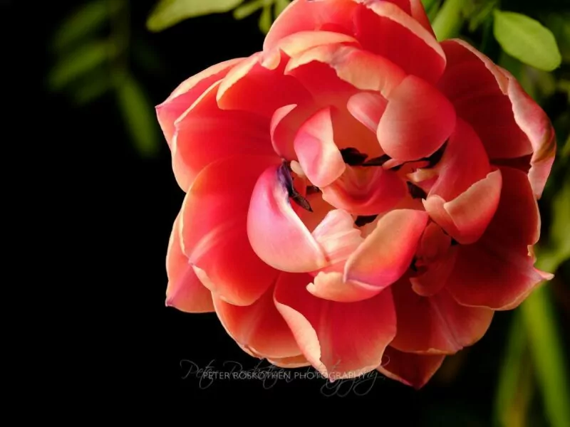 Geheimnisse der Fotografie - Farben und Formen - Blumen-Fotografie